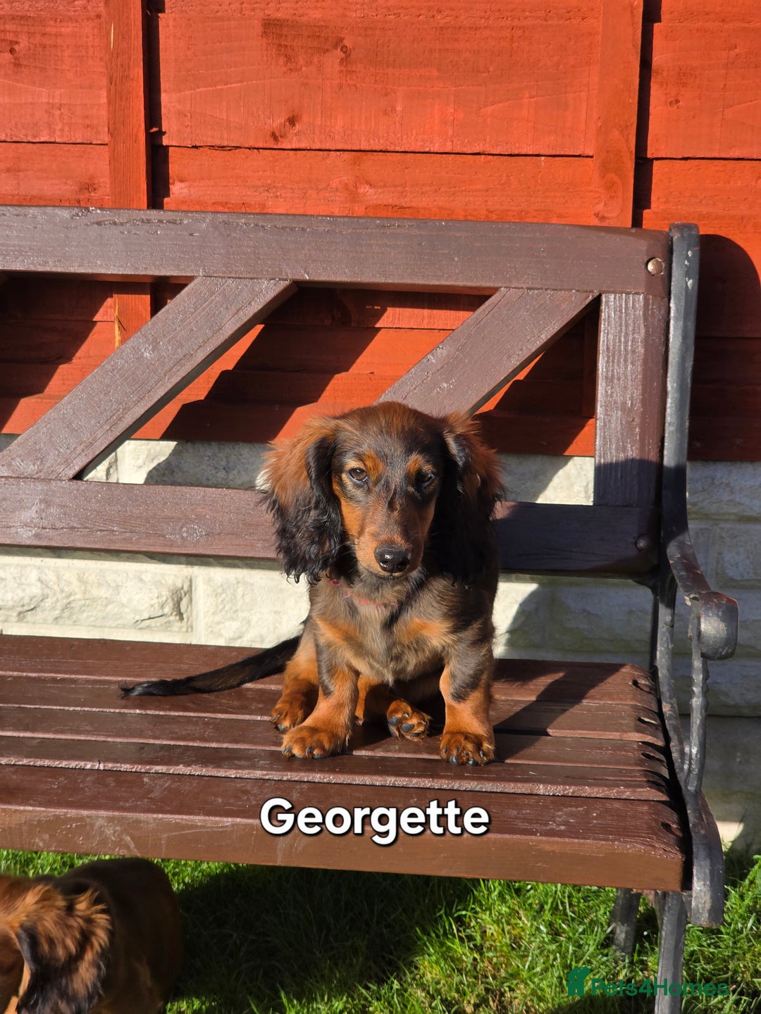 Dachshund dogs for sale: Red long-haired standard dachshund puppies - Image 17