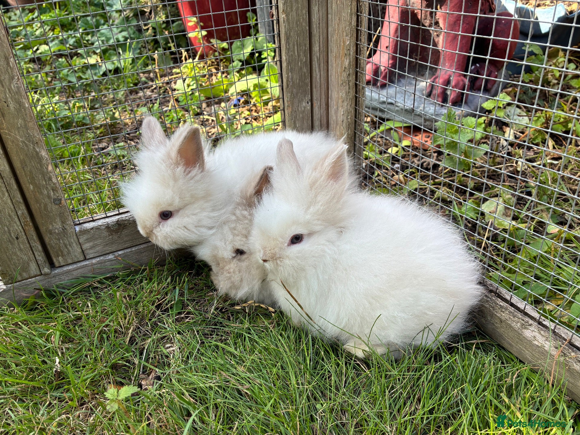 Lionhead rabbits 5 stunning lionhead babies - Advert 13