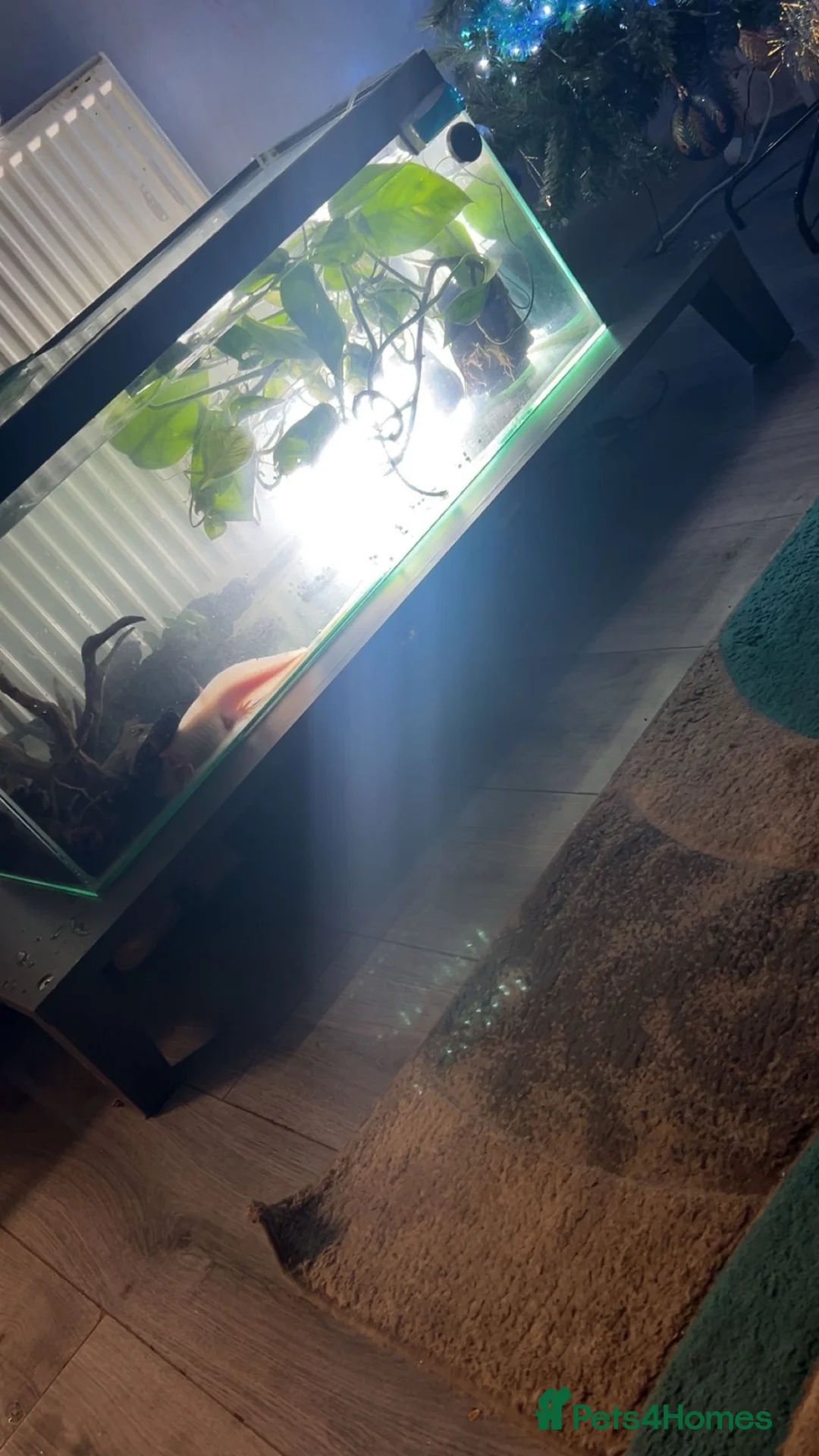 Axolotl reptiles for sale: 3 axolotls  - Advert 1