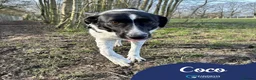 Mixed Breed dogs for adoption: Meet Coco, currently residing in Essex in Frinton-on-Sea - Advert 1