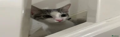 Mixed Breed Kitten 7