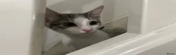 Mixed Breed cats for sale: Beautiful grey, white and tabby kittens for sale - Advert 2