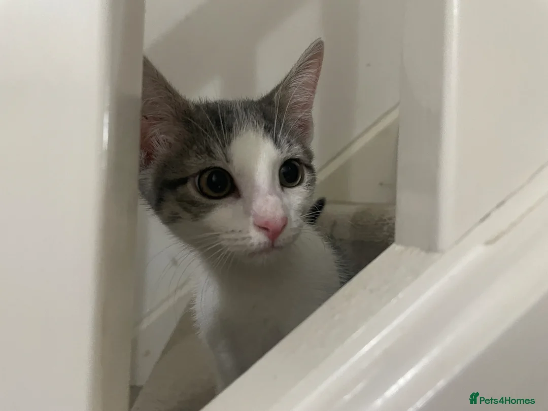 Mixed Breed cats for sale: Beautiful grey, white and tabby kittens for sale - Advert 2