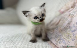 Ragdoll cats for sale: Stunning ragdoll kittens for sale  - Image 12