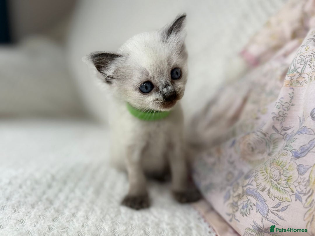 Ragdoll cats for sale: Stunning ragdoll kittens for sale  - Image 12