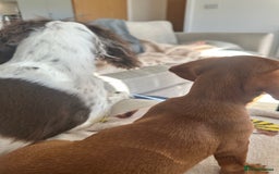 Miniature Dachshund dogs for sale: Mini smooth red dachshund girl - Image 3