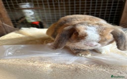 Guinea Pig rodents for sale: Mini plush lop does (female) blue eyed - Image 2
