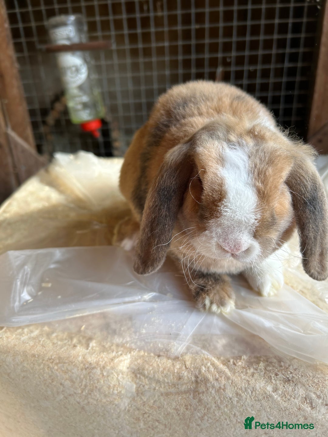Guinea Pig rodents for sale: Mini plush lop does (female) blue eyed - Image 2