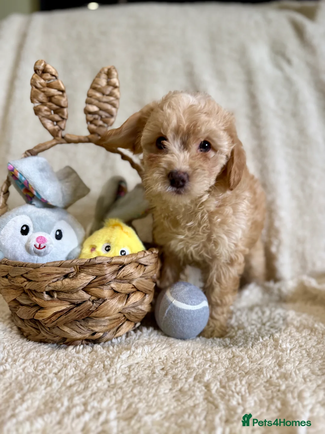 Cavapoo dogs for sale: Beautiful F1B Cavapoo puppies  - Advert 2