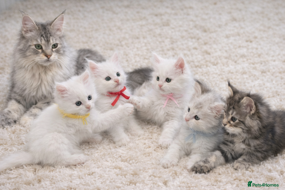 Maine Coon cats for sale: Outstanding pedigree kittens - Advert 10