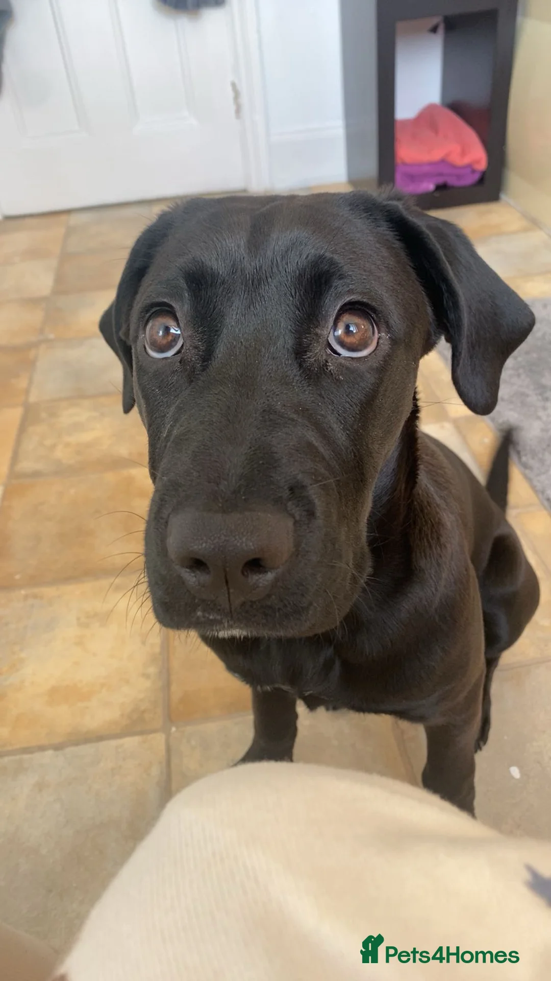 Mixed Breed dogs for sale: cane corse & Presa canario puppy  - Advert 2