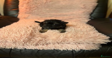Chorkie dogs - Advert 8
