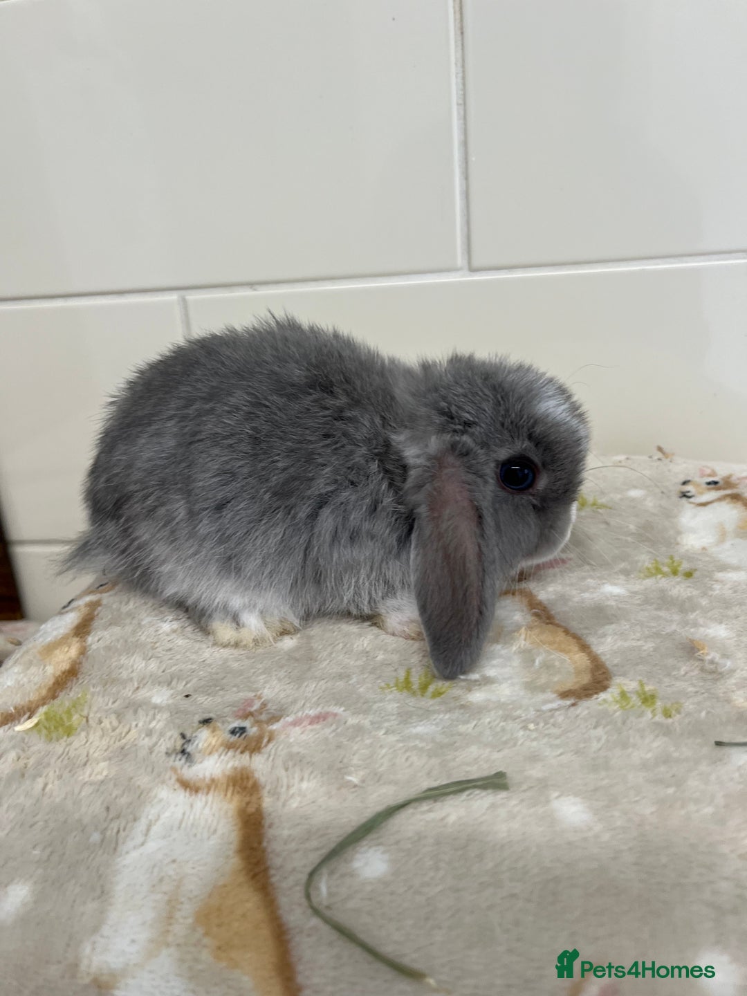 Mini Lop rabbits for sale: BEAUTIFUL MINI LOP BABIES READY NOW  - Image 13