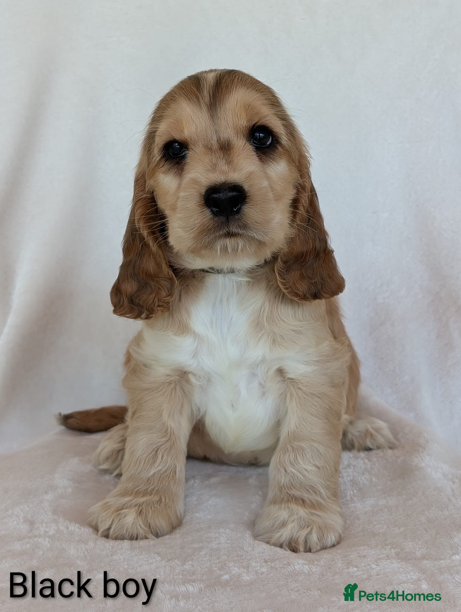 Cocker Spaniel dogs Adorable Show Cocker Spaniel puppies - Advert 2