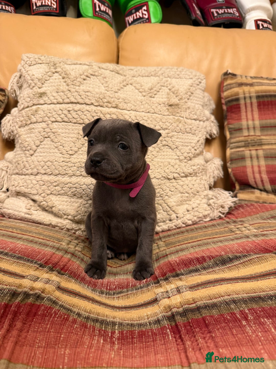 Staffordshire Bull Terrier dogs for sale: KC Registered/Health Tested Blue SBT Puppies - Advert 17