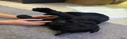 Giant Schnauzer dogs for sale: KC Registered Giant Schnauzer Puppies - Advert 10