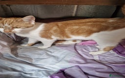Mixed Breed cats for sale: Super fluffy ginger and white kittens  - Image 6
