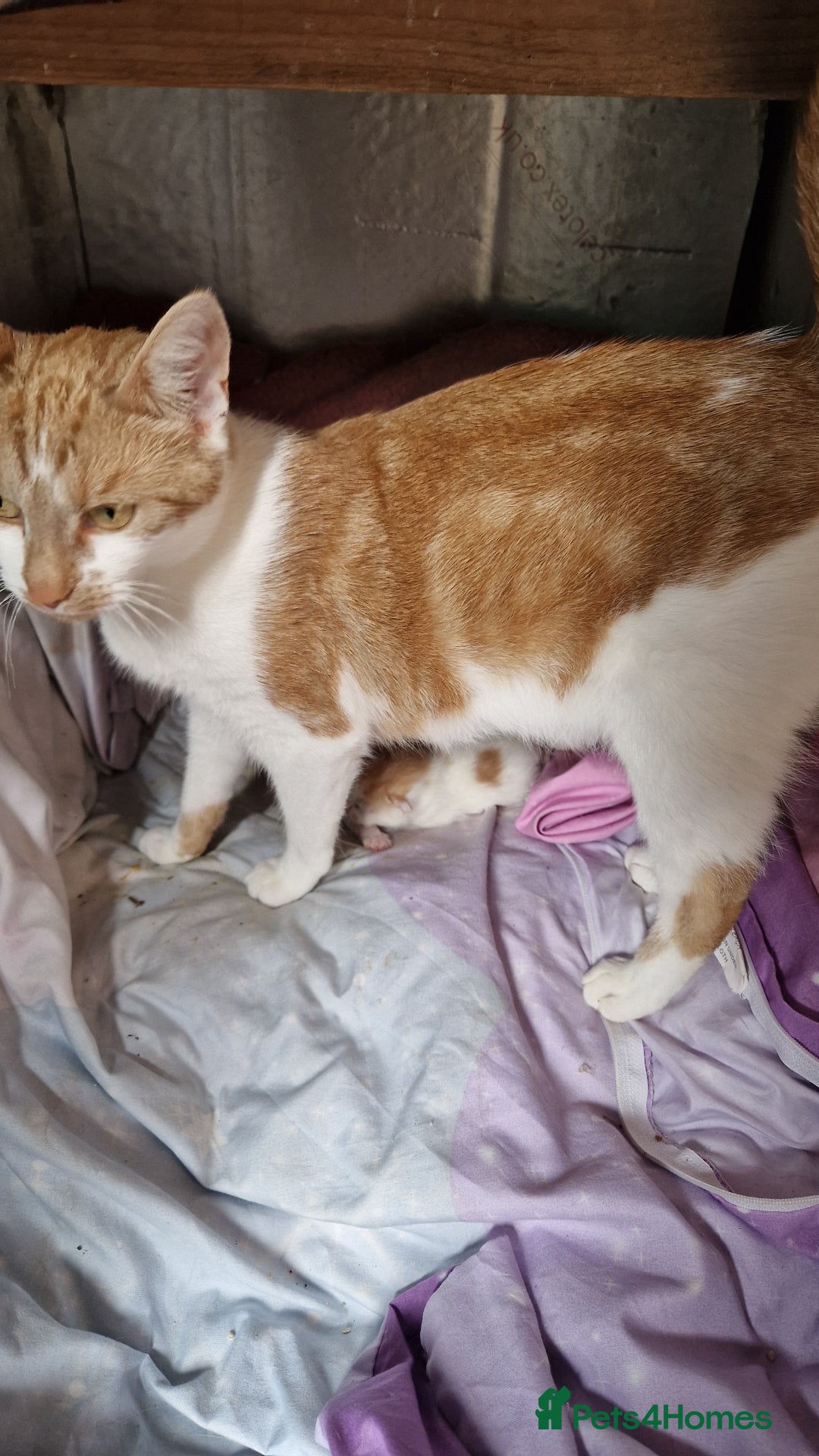 Mixed Breed cats for sale: Super fluffy ginger and white kittens  - Image 6
