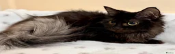 Mixed Breed cats for sale: MAINE COON X RAGDOLL ‘’Ragcoon’’ CHOCOLATE SMOKEY - Advert 5