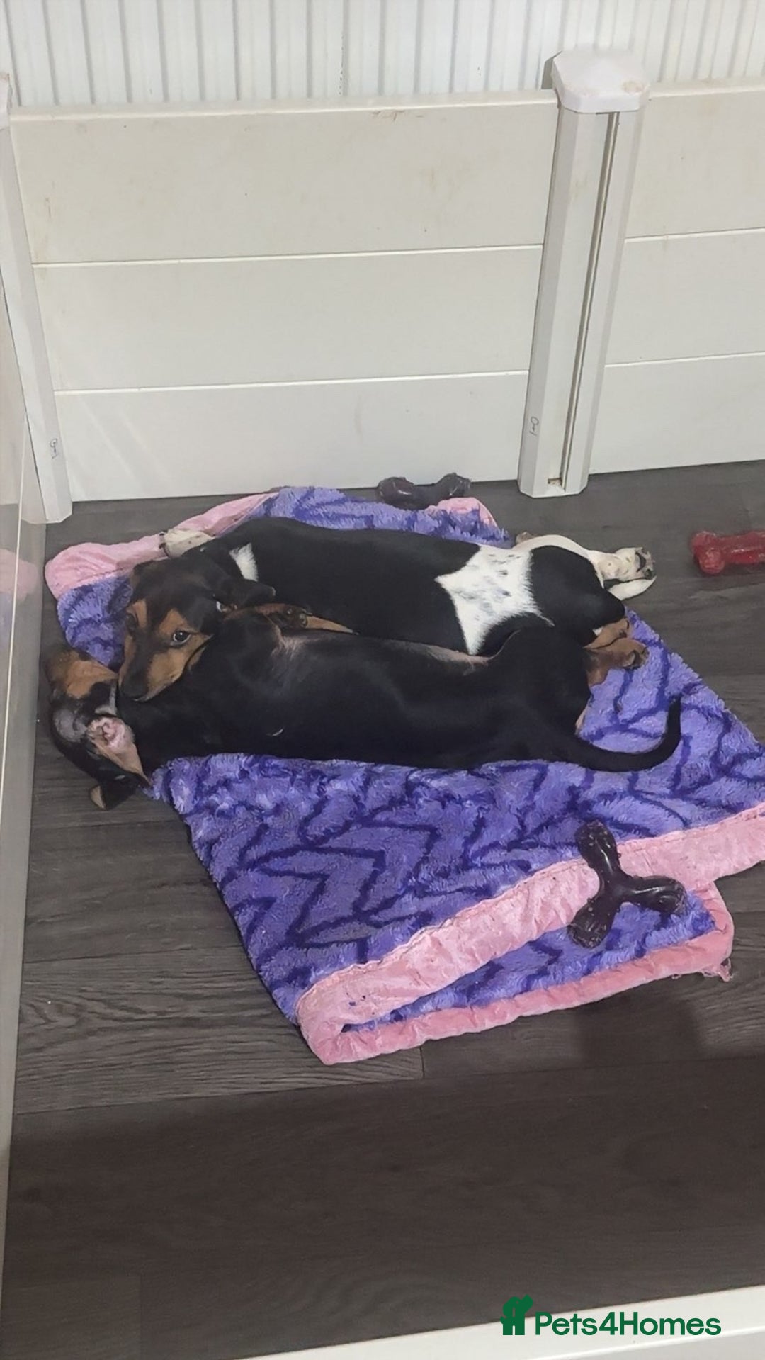 Jack Russell dogs for sale: LAST Jack Russell Puppy READY TO GO - Advert 4