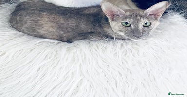 Oriental cats - Advert 4