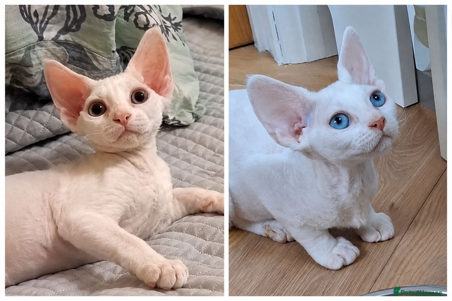 Devon Rex cats  FIFE registered Devon Rex – Spayed! Ready Now - Advert 2