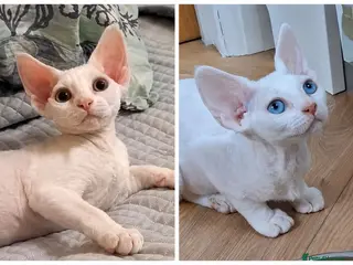 Devon Rex cats FIFE registered Devon Rex – Spayed! Ready Now - Advert 5