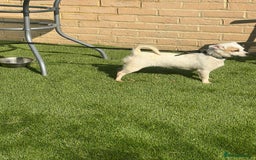 Mixed Breed dogs for sale: Chihuahua x Jack Russell  in Sevenoaks - Image 1