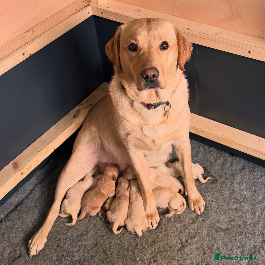 Labrador Retriever dogs for sale: Beautiful Labrador pups 🐶  in Waterlooville - Advert 1