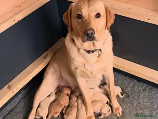 Labrador Retriever dogs Beautiful Labrador pups 🐶 - Advert 13