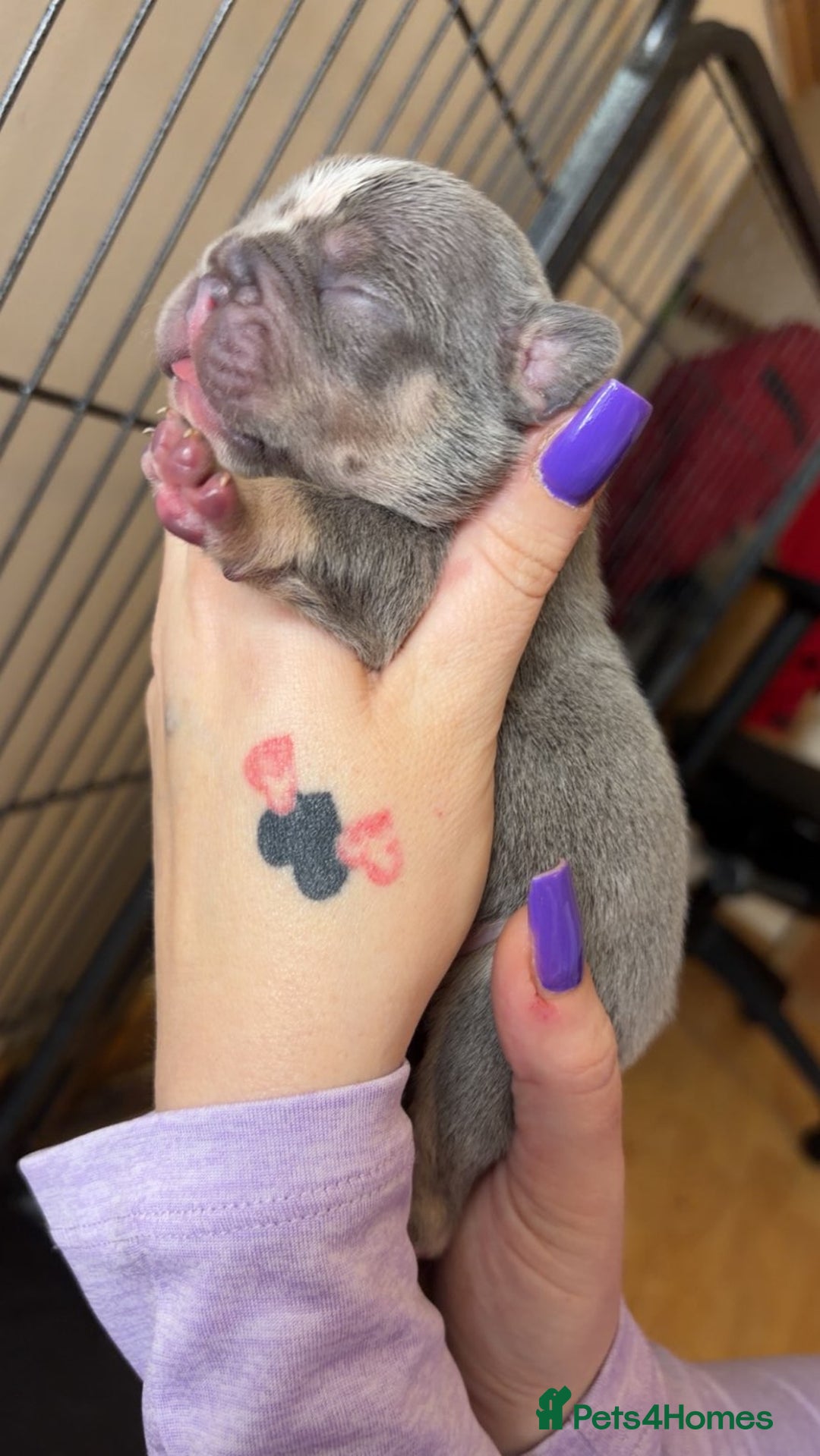 French Bulldog dogs for sale: Frenchies  - Advert 8