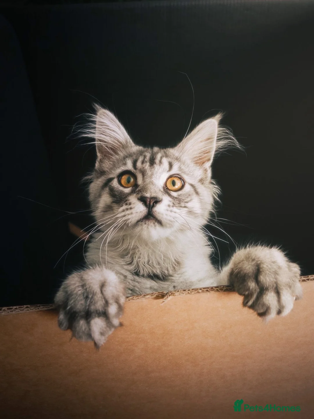 Maine Coon cats for stud: Silver Striped Male for STUD - Advert 14