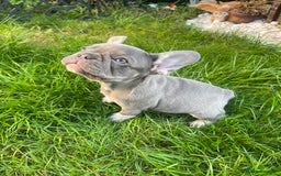 French Bulldog dogs for sale: KC registered french bulldogs  - Image 16