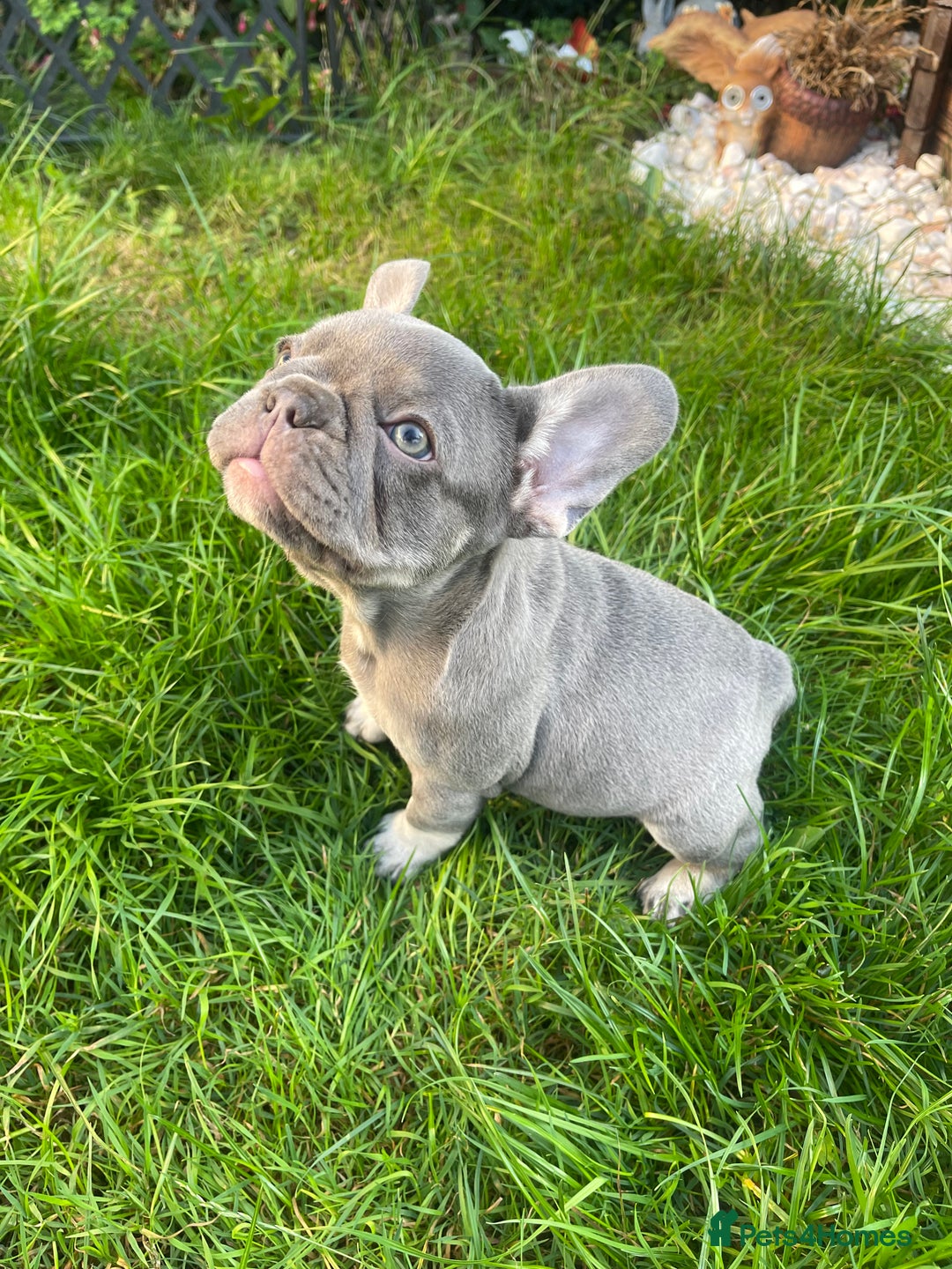 French Bulldog dogs for sale: KC registered french bulldogs  - Image 16