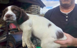 English Springer Spaniel dogs for sale: English Springer Spaniels - Image 4