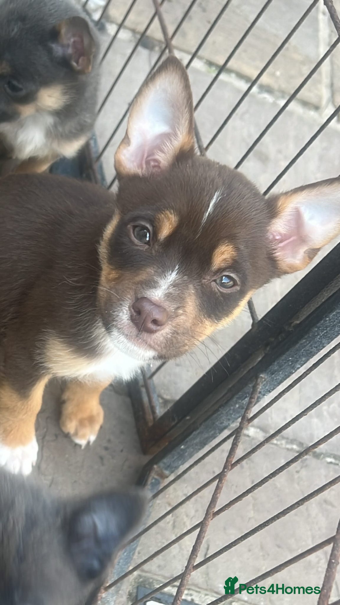 Mixed Breed dogs Pomeranian X Pocket Bully  - Advert 17