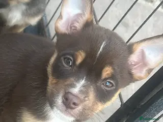 Mixed Breed dogs Pomeranian X Pocket Bully - Advert 17