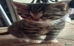 Domestic Shorthair cats for sale: Male and female tabby kitten - Image 4