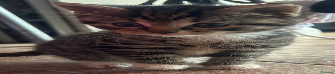 Domestic Shorthair Kitten 1