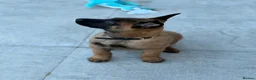 Belgian Shepherd Dog dogs for sale: Female Malinois Puppy - Advert 10