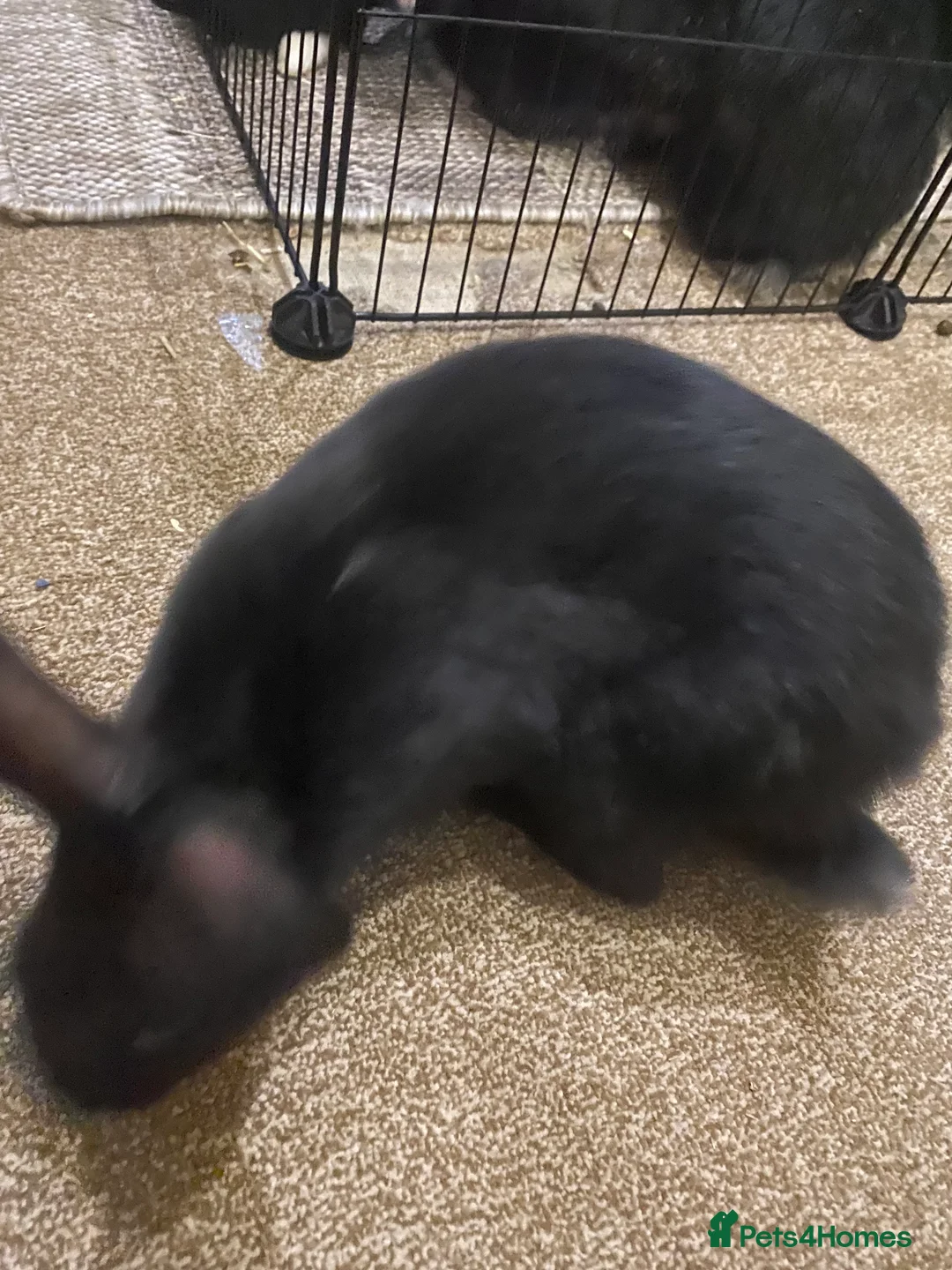 Mixed Breed rabbits for sale: 2 Rex/lionhead mix bunnies for sale - Advert 6