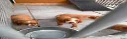 Cocker Spaniel dogs for sale: Working Cocker Spaniels - Advert 8
