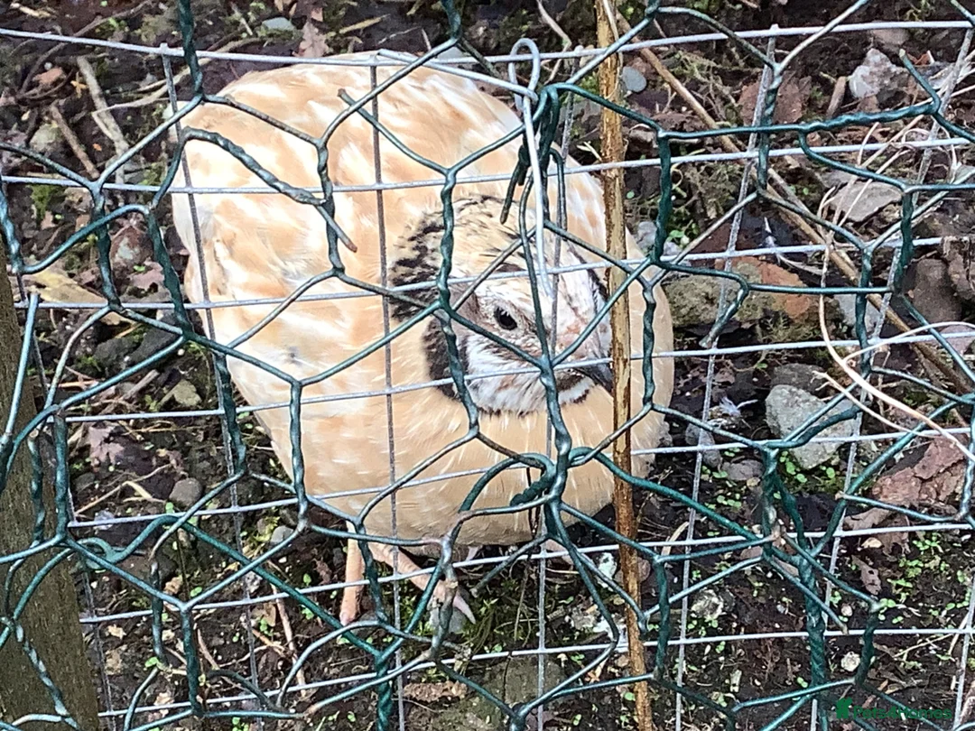 Quail poultry for sale: Male Golden Coturnix Quail in Stirling - Advert 5