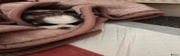 Shih Tzu dogs for sale: Hi my name is Maria  - Advert 16
