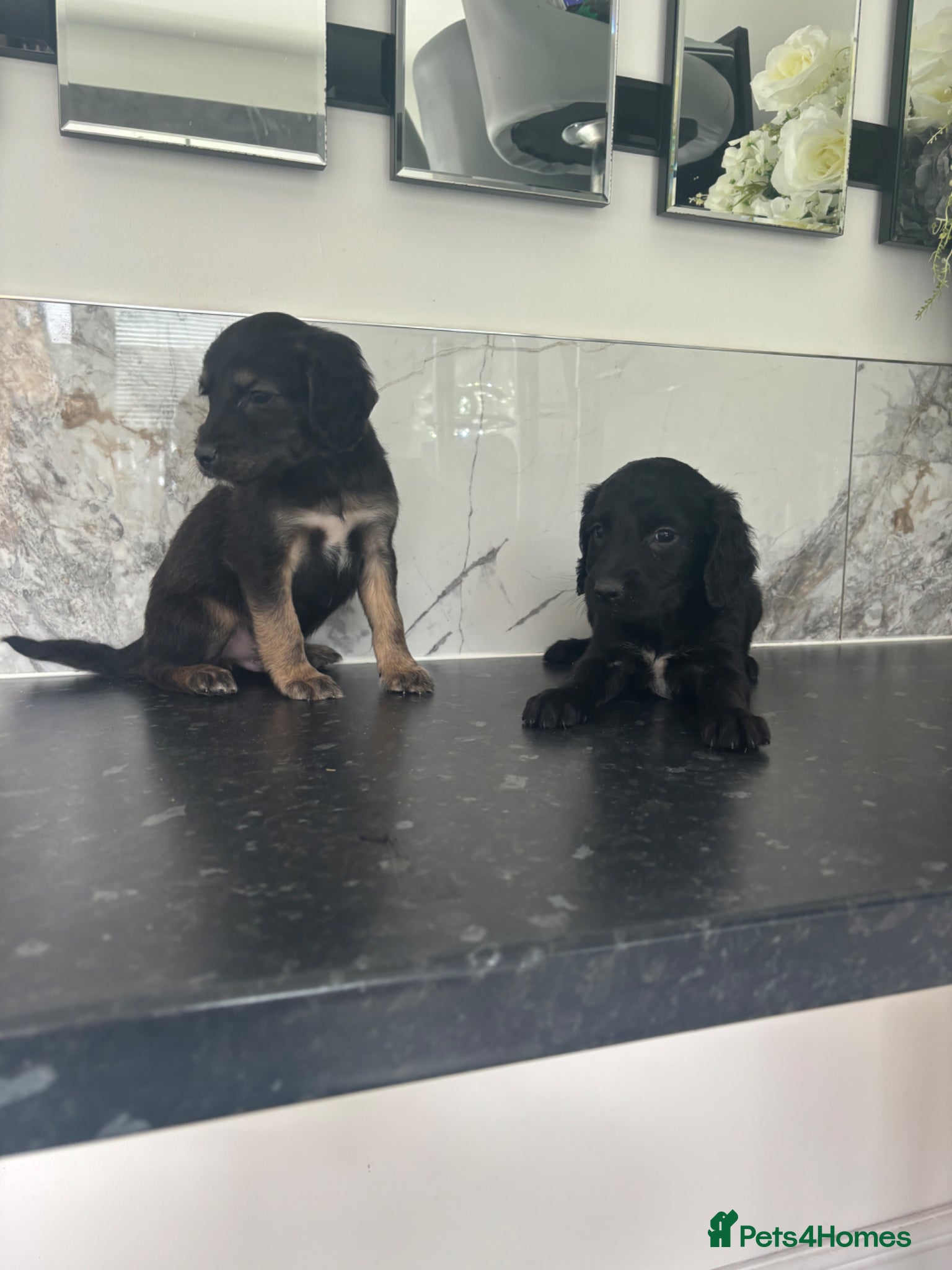 Cavapoo dogs Hybrid F1 toy Cavapoo puppies - Advert 2
