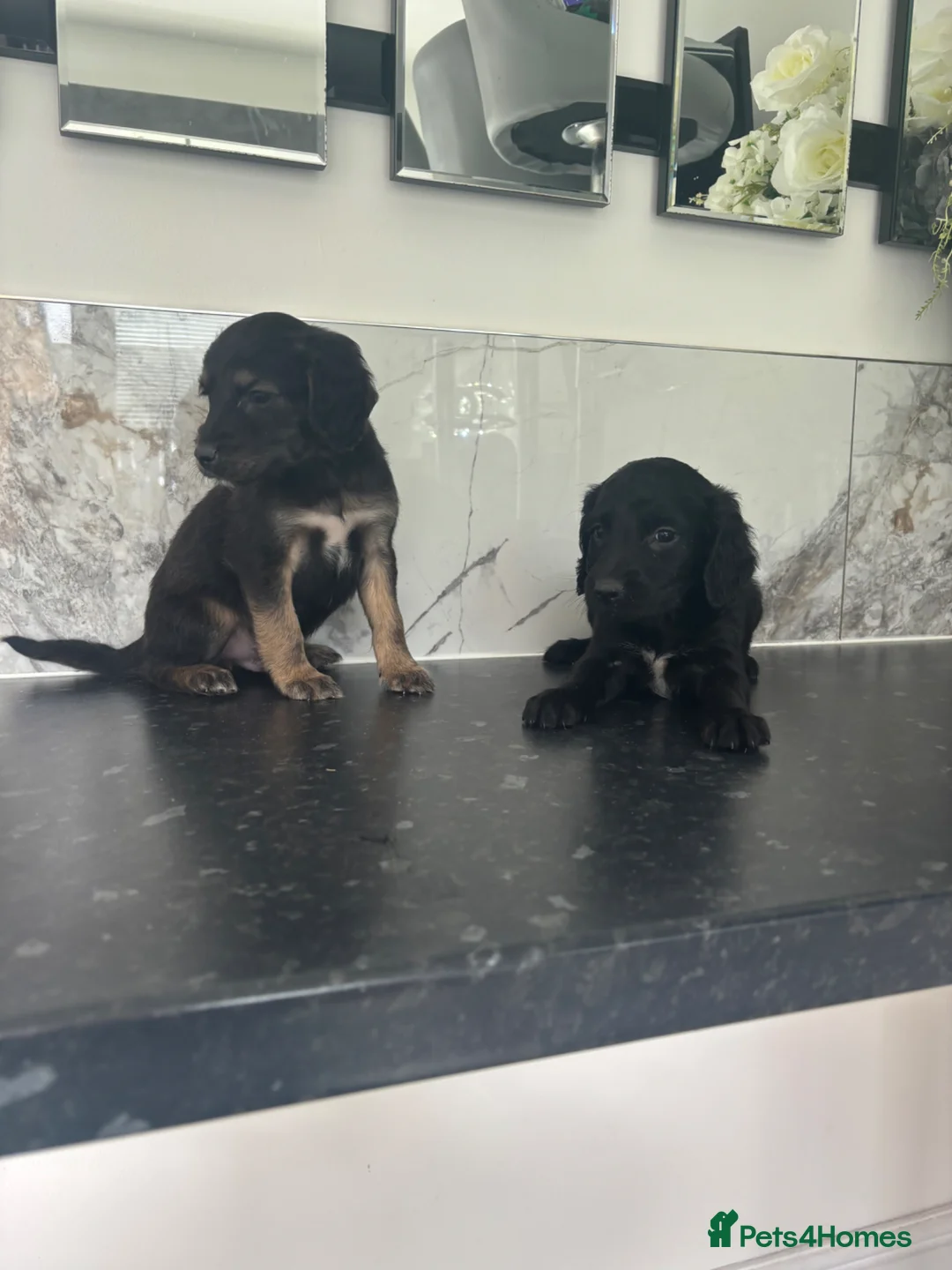 Cavapoo dogs for sale: Hybrid F1 toy Cavapoo puppies - Advert 1