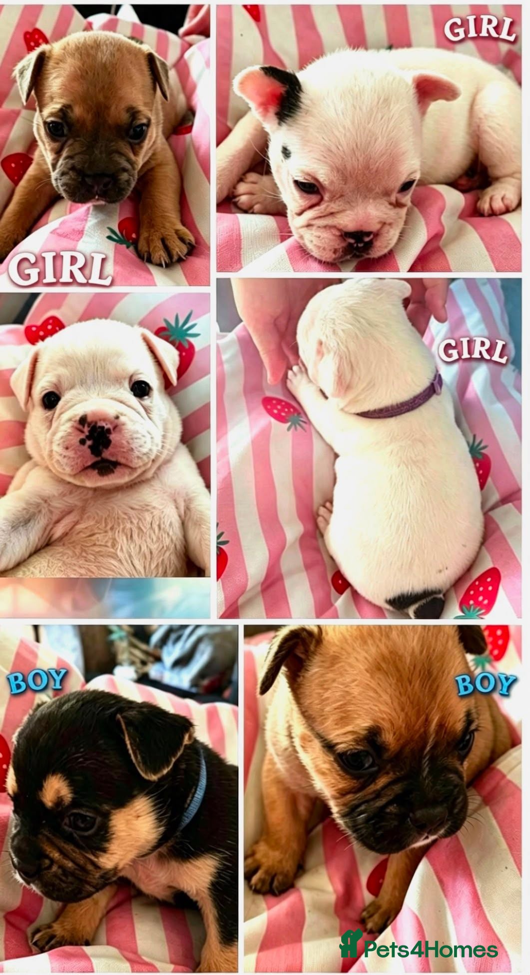 Mixed Breed dogs Only 5 beautiful left!!!  - Advert 7