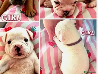 Mixed Breed dogs Only 5 beautiful left!!! - Advert 7