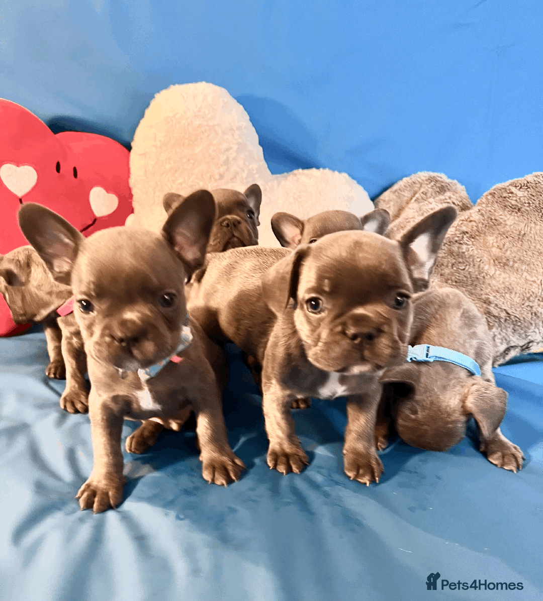 French Bulldog dogs for sale: Adorable Puppies Looking for a New Home! - Image 23