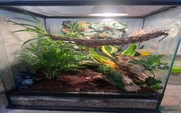 Gecko reptiles for sale: 2 baby crested geckos in Dunmow - Image 1